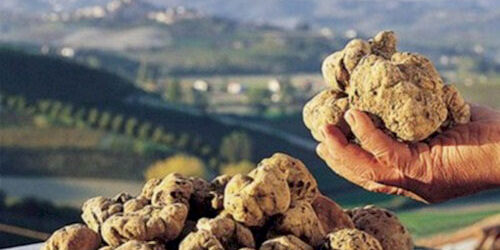 TARTUFO NELLE MARCHE